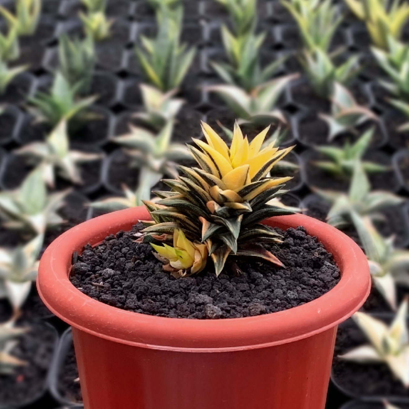Haworthia – Succulentasia