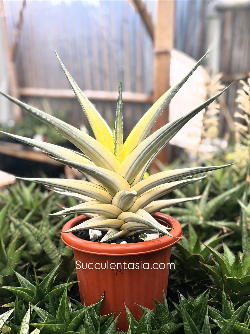 Variegated  Tagged "haworthia" Succulentasia
