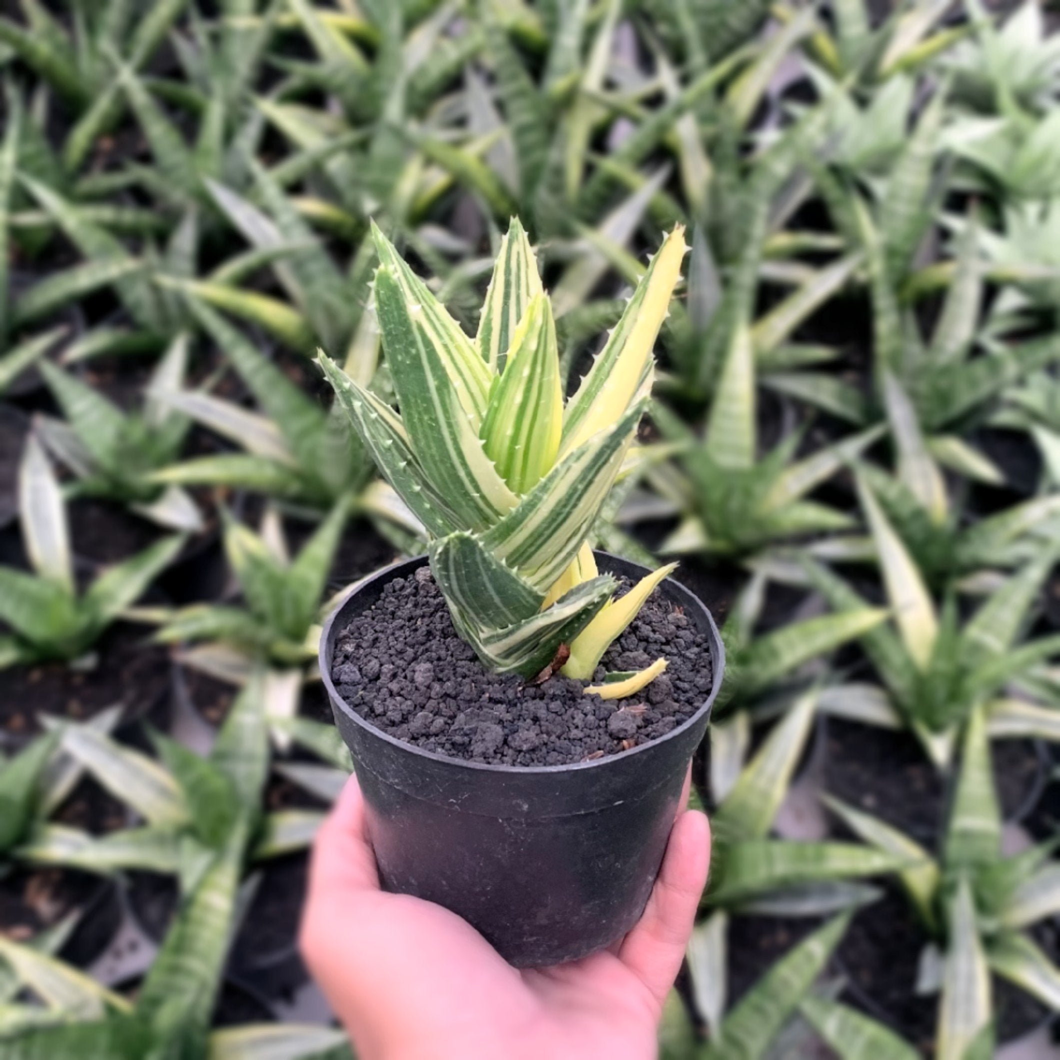 Aloe – Succulentasia