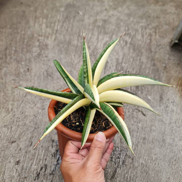 bird's nest snake plant full grown Sansevieria Marshanda Variegated – Succulentasia