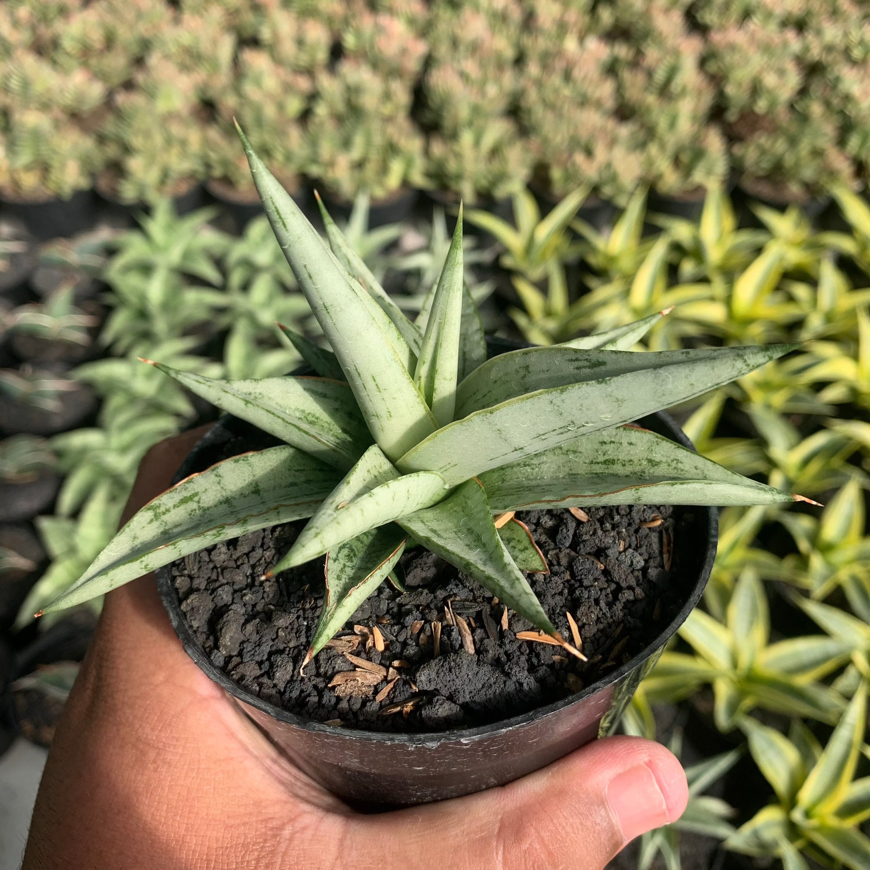 Sansevieria Kasih