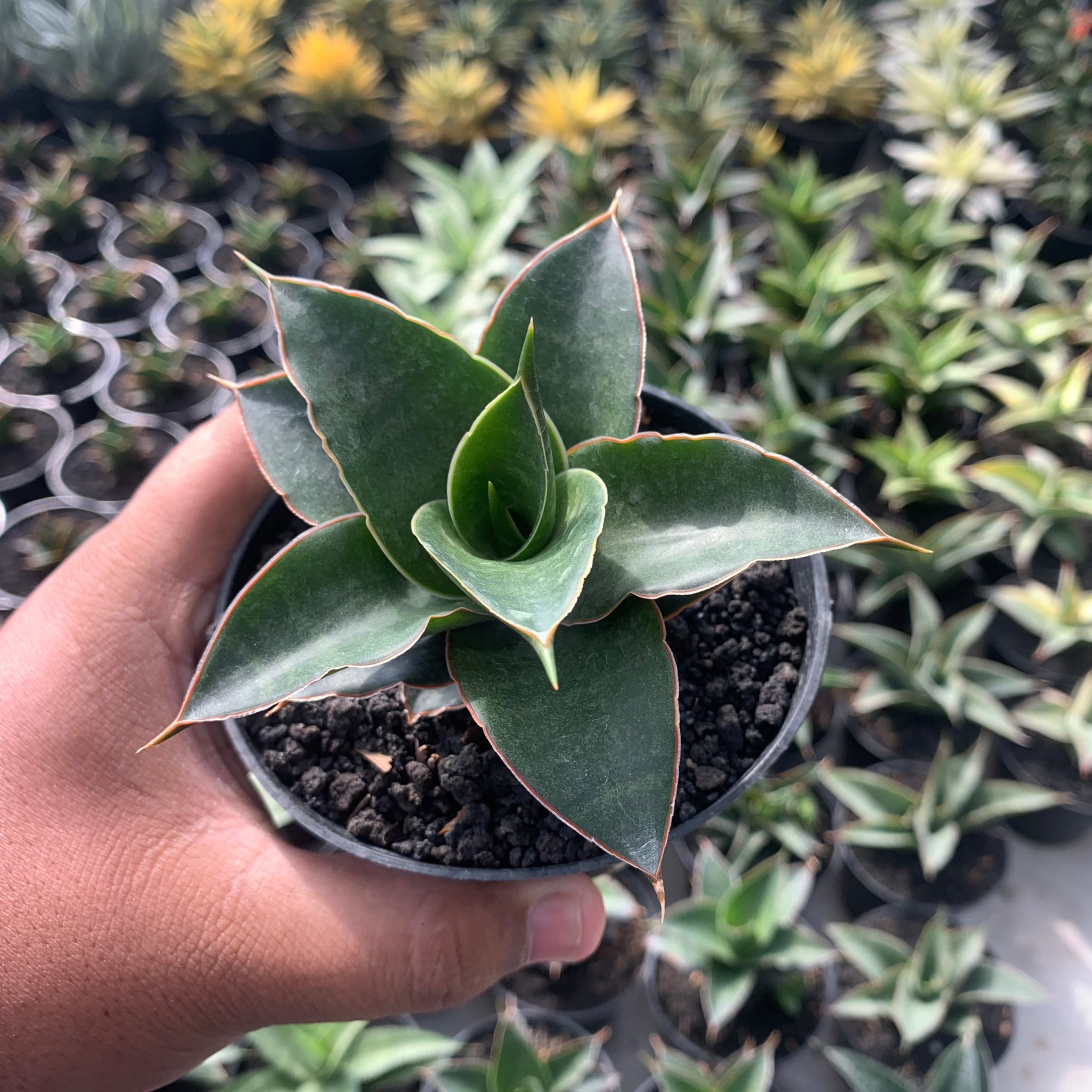 sansevieria srikandi Sansevieria Sri Rama