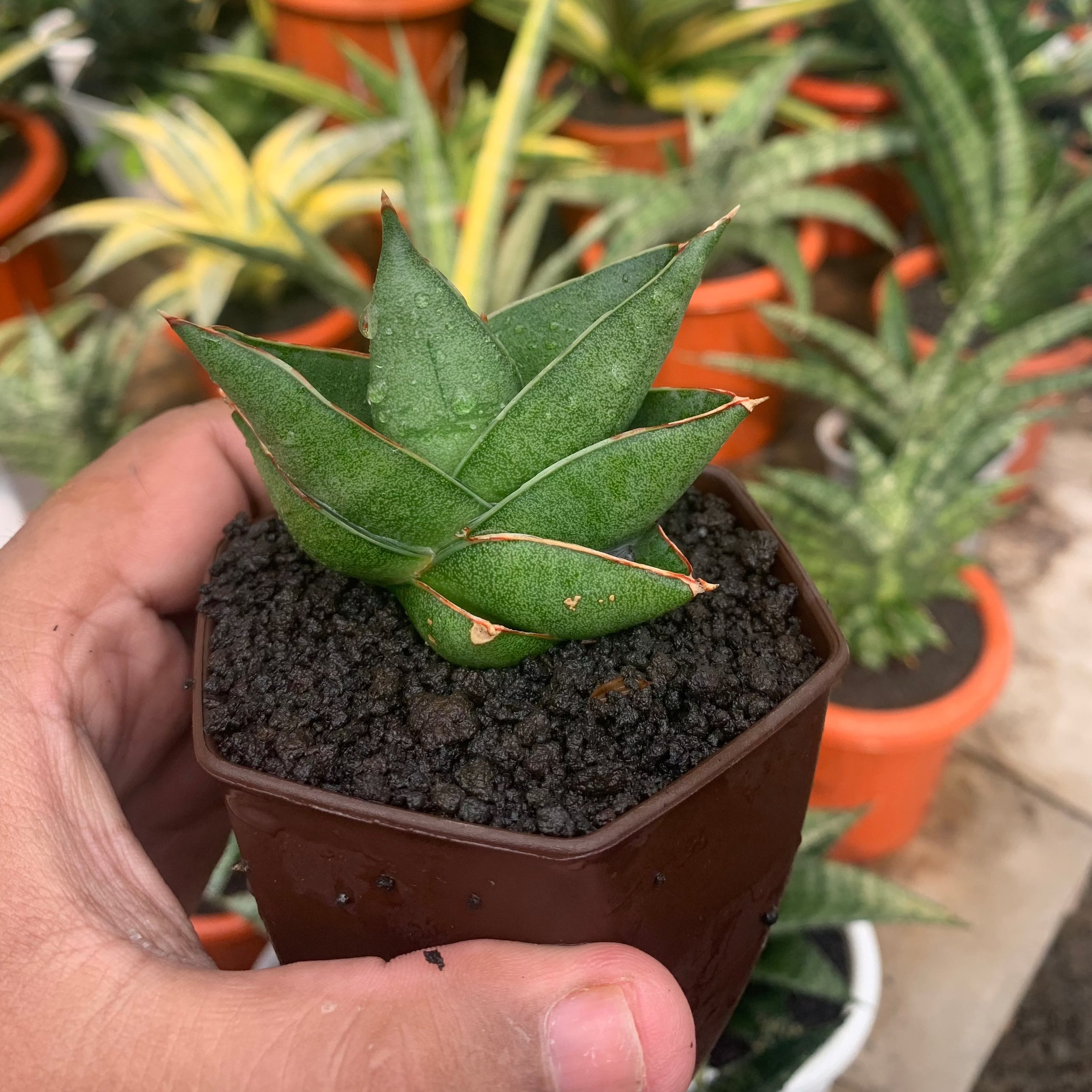 ark snake plant seeds Sansevieria Noah's Ark