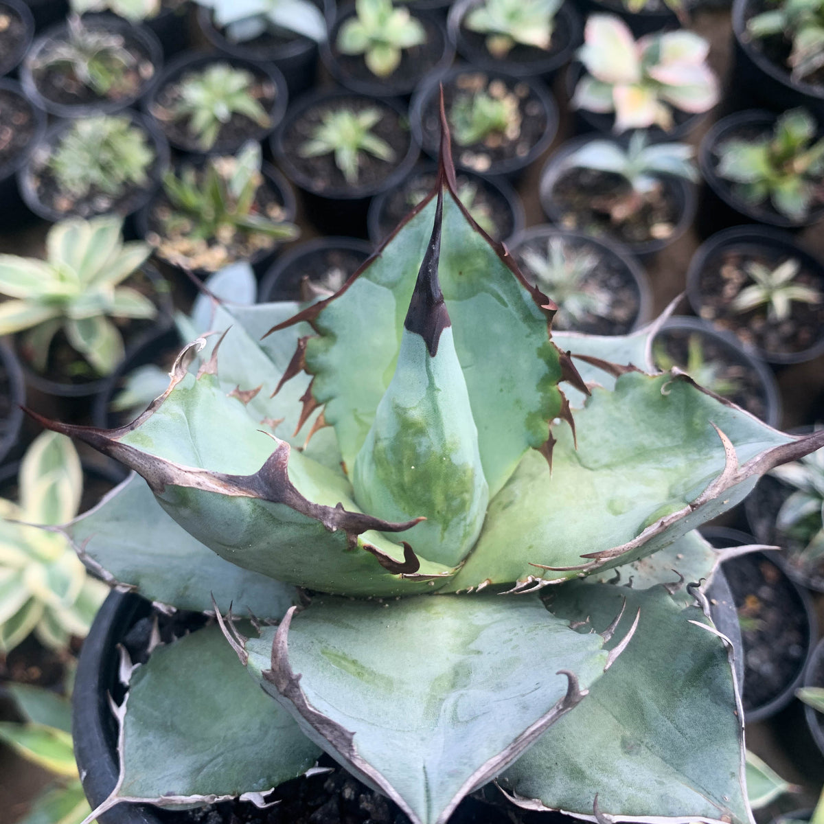 agave white ice – Succulentasia