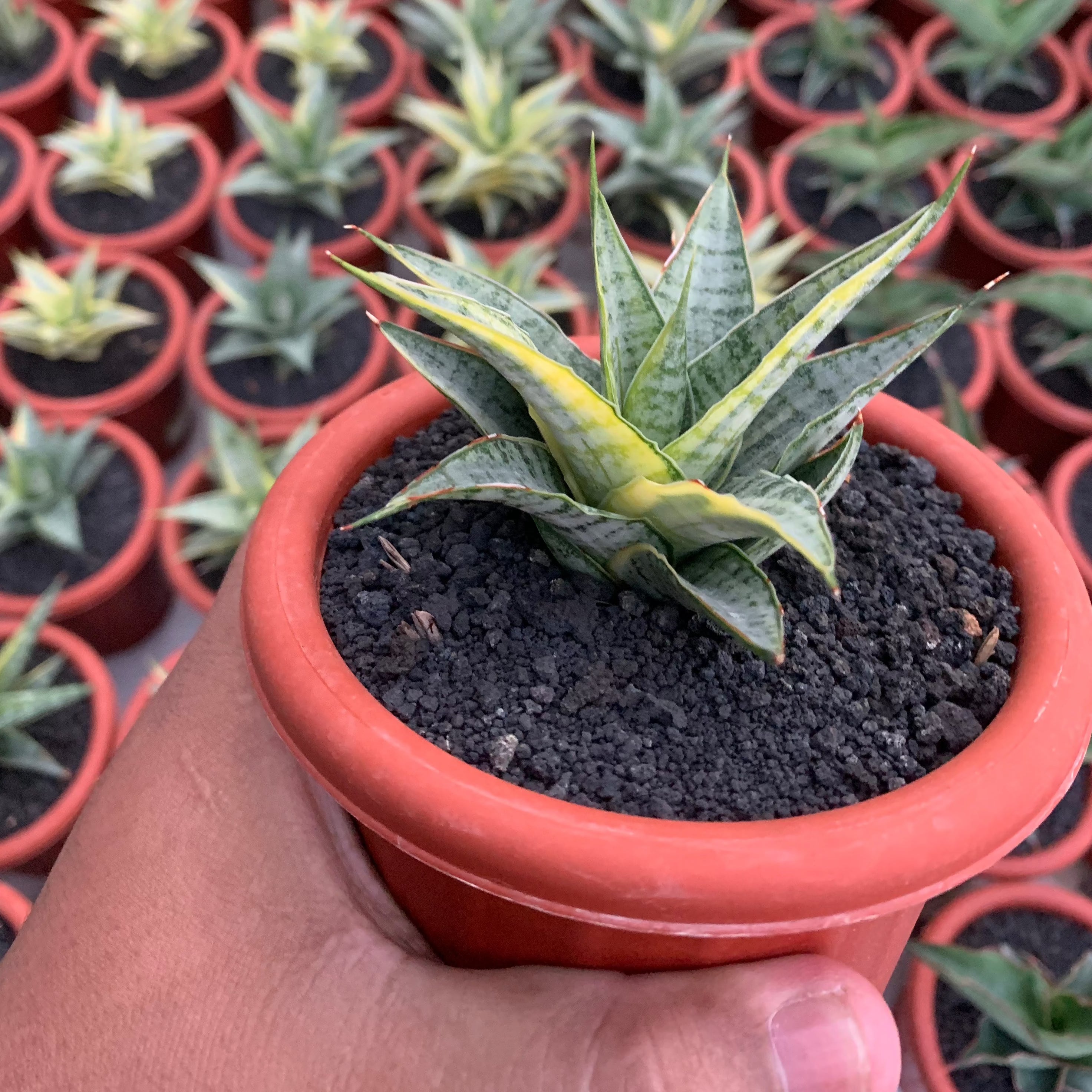 red sansevieria Sansevieria Sweet Celery Variegated