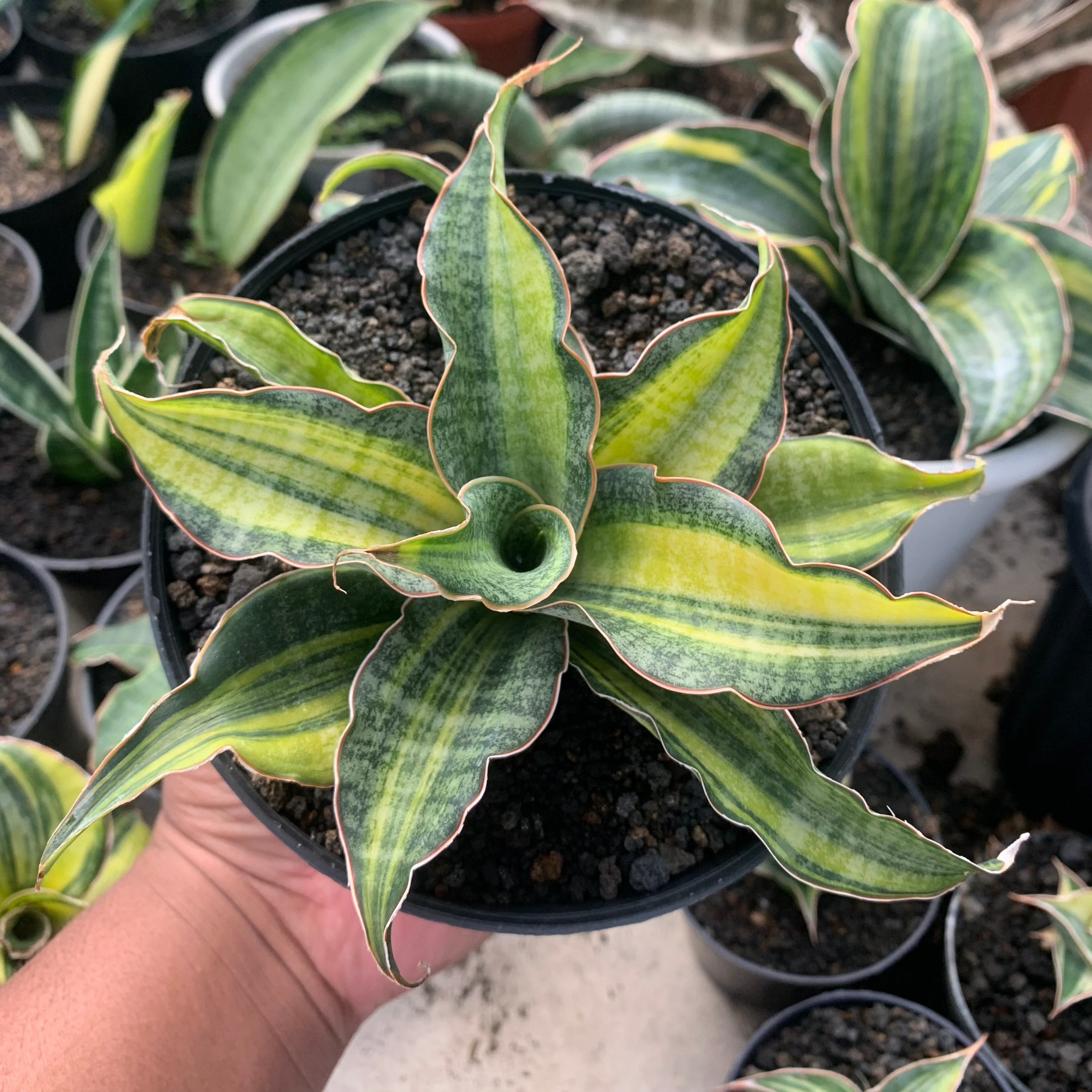 sansevieria black princess sansevieria Black Rose Variegated – Succulentasia