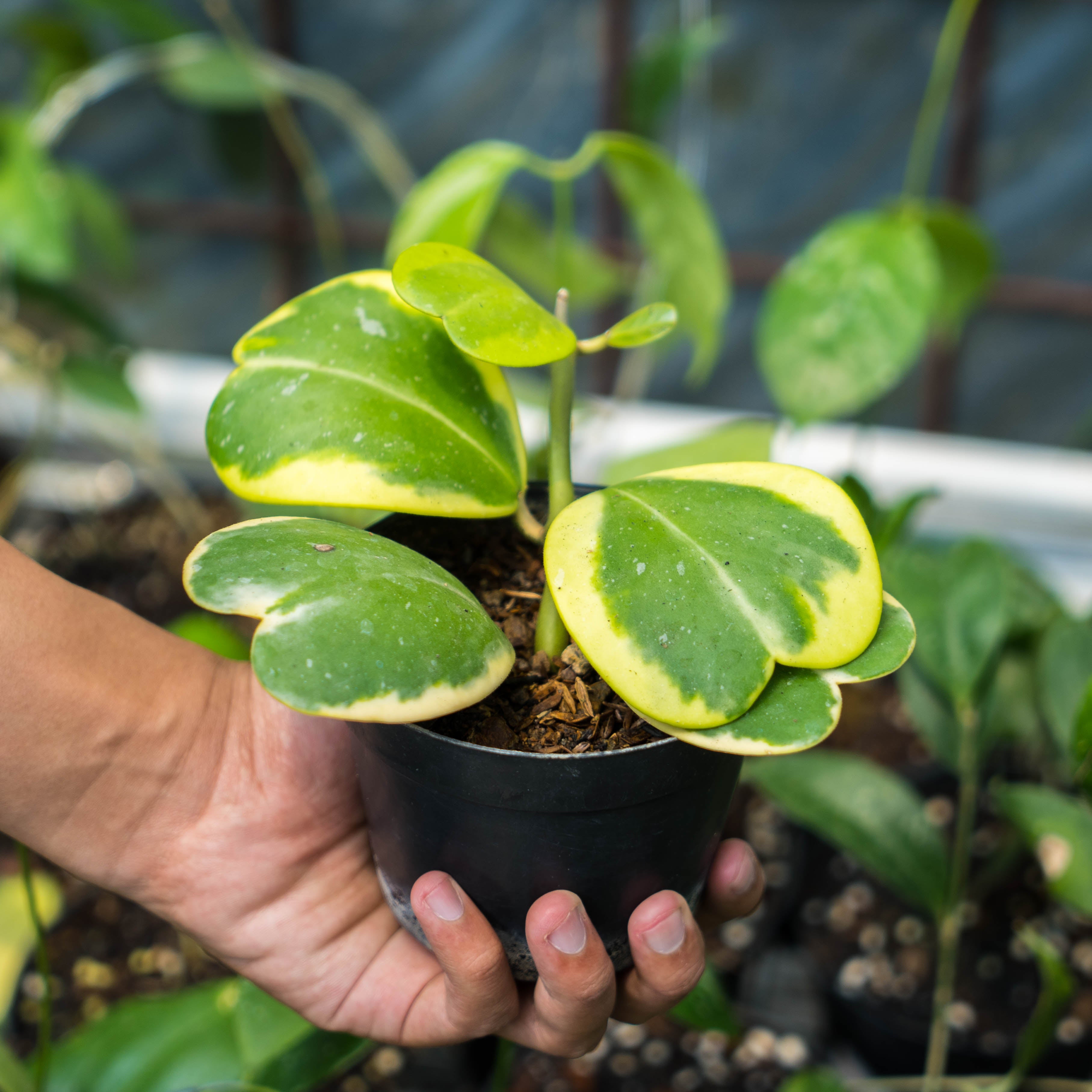 Hoya Kerrii Variegated