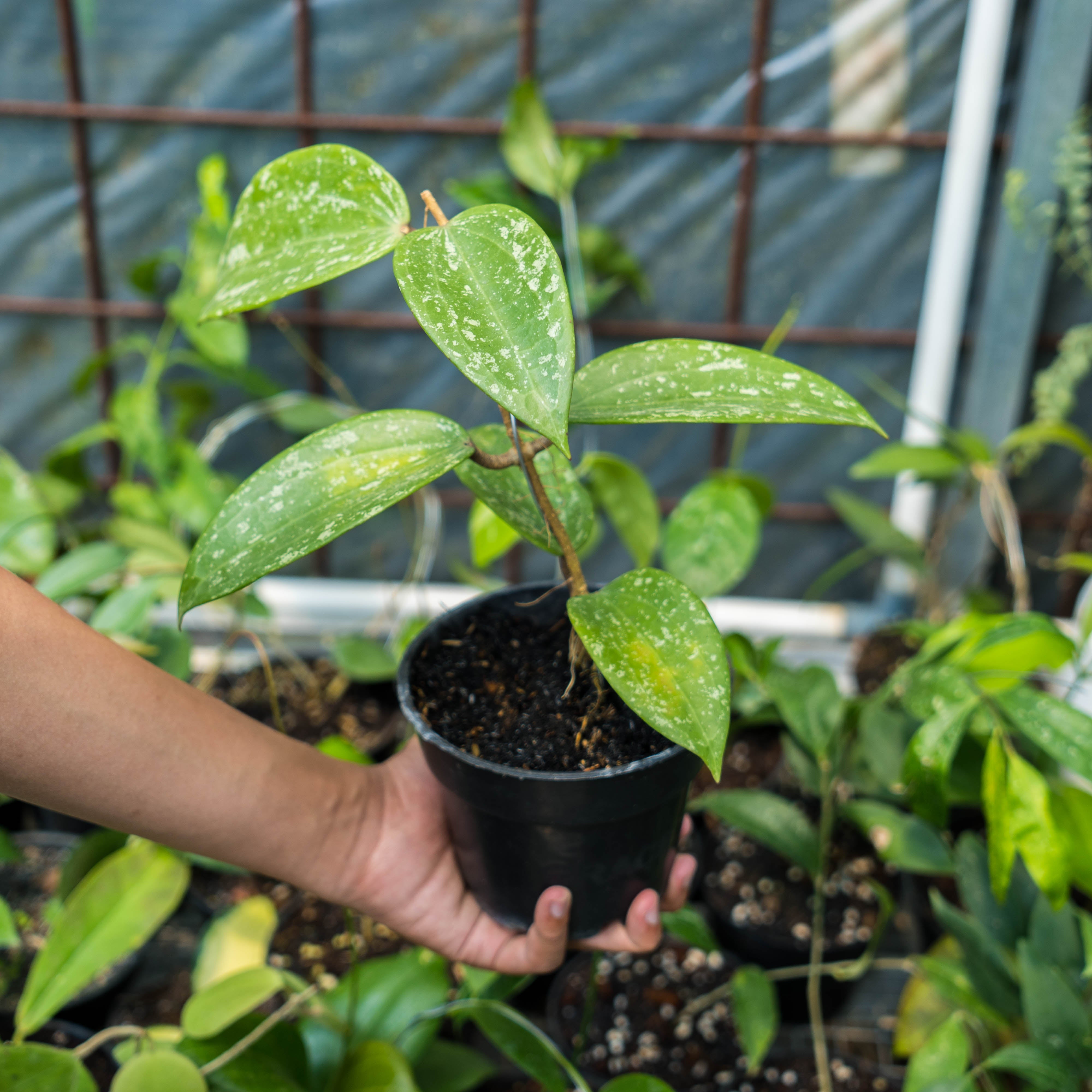 Hoya macrophylla splash – Succulentasia