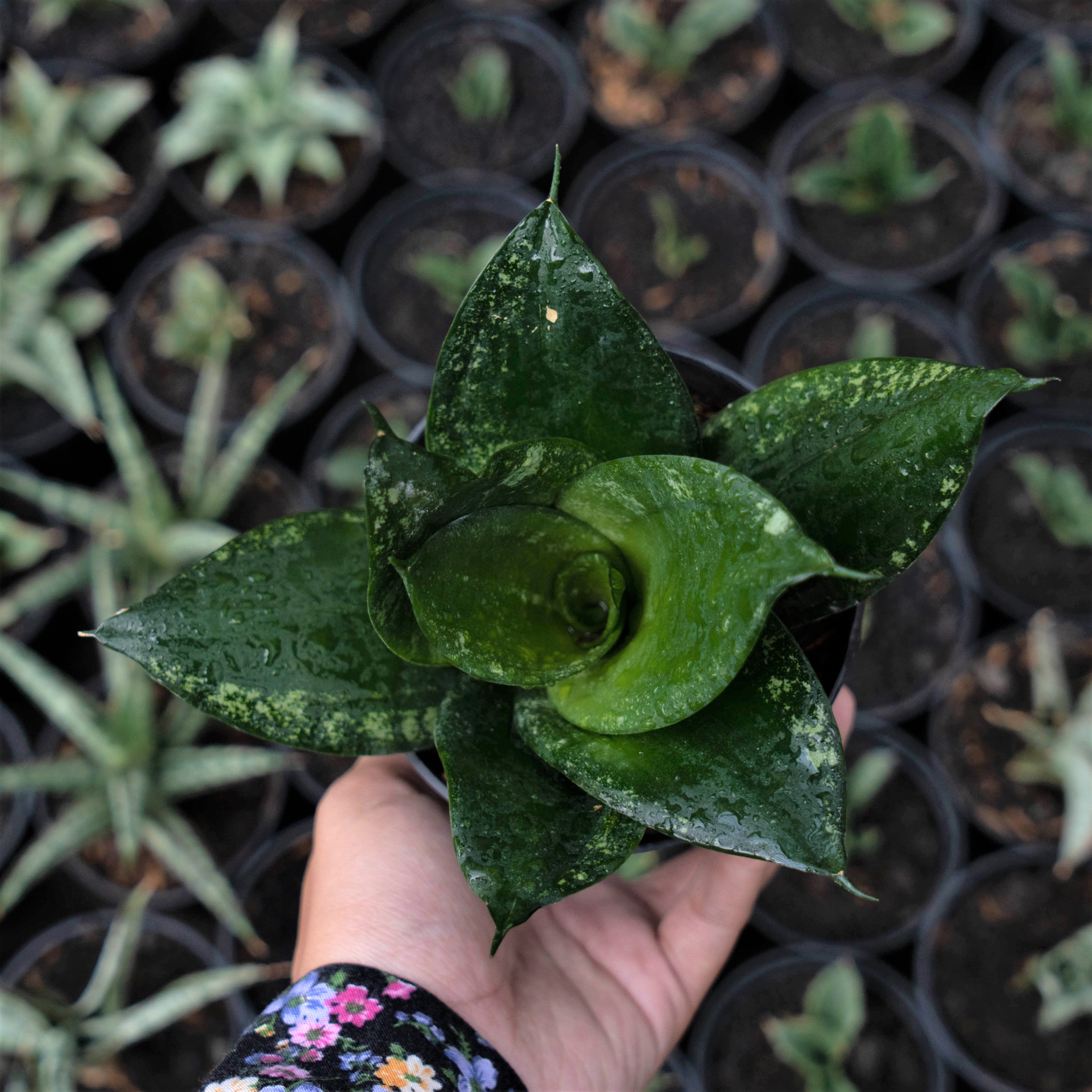 sansevieria short Sansevieria Denis