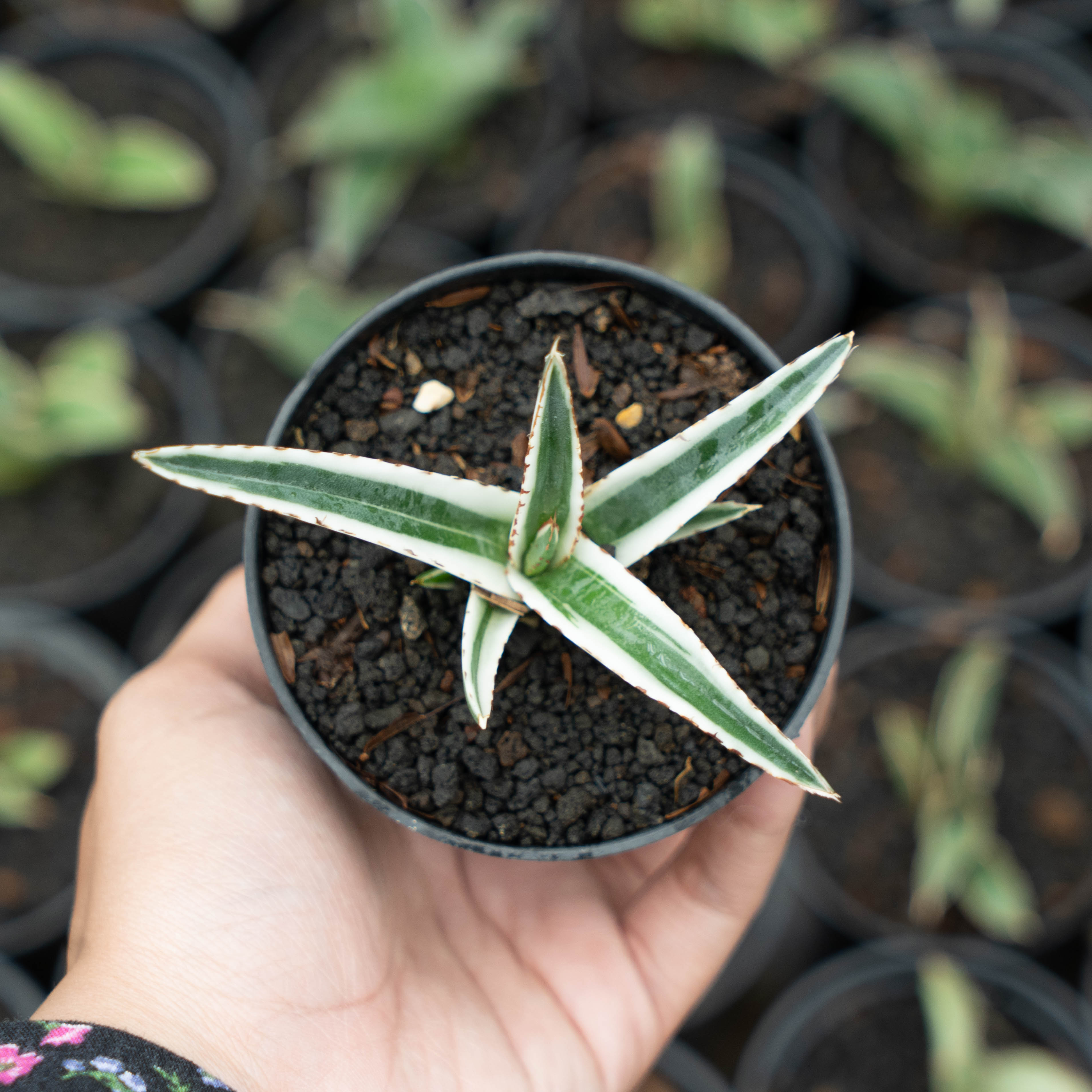 Agave 白犀牛 OC 子株　no.2 Agave White Rhino – Succulentasia