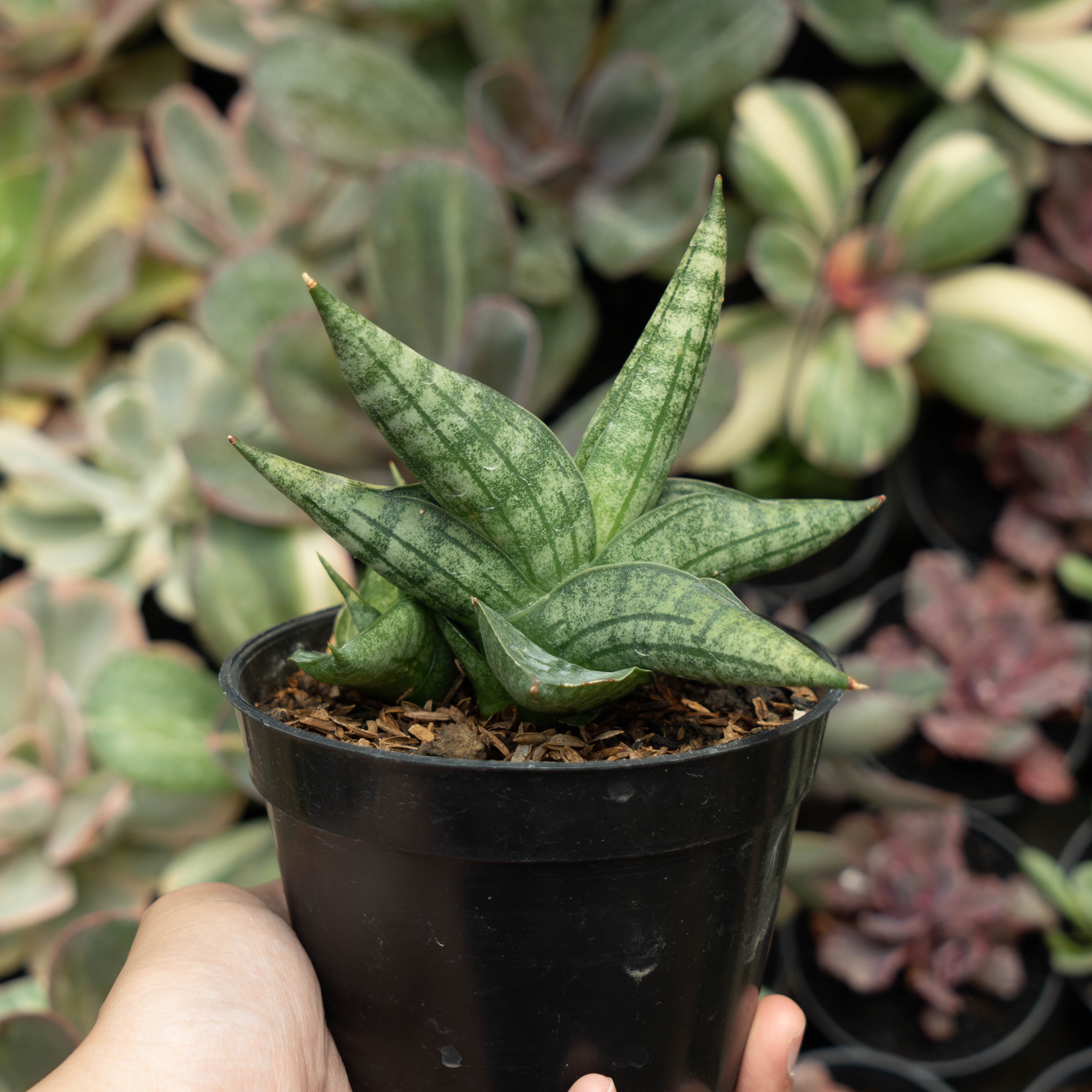 boncel snake plant Sansevieria Deserthi x Cordova x Paten x Boncel – Succulentasia