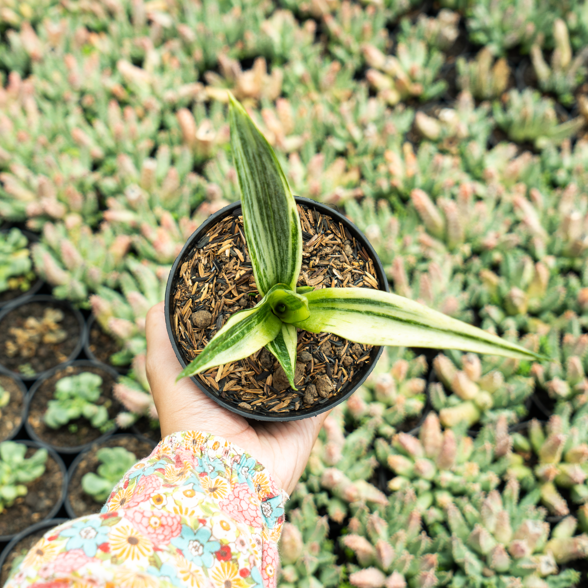 サンスベリア Sansevieria Beauty Sensation Sansevieria beauti sensation variegated – Succulentasia