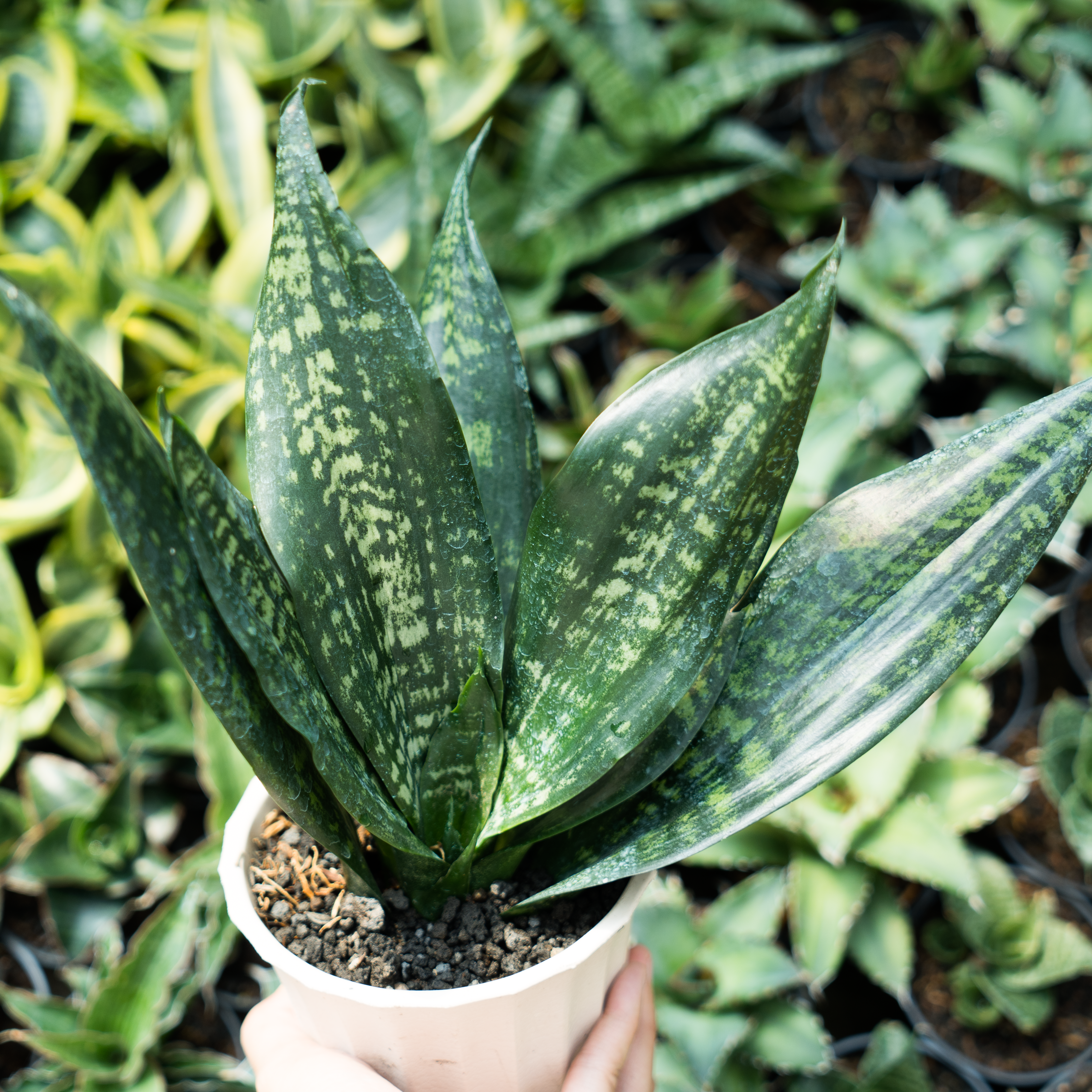 sansevieria moonshine black brazilian Sansevieria black brazilian