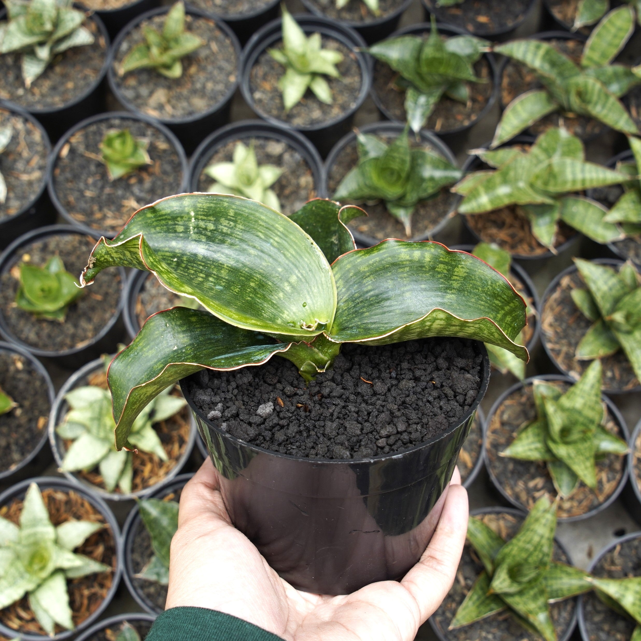malawi midnight sansevieria Sansevieria Malawi – Succulentasia
