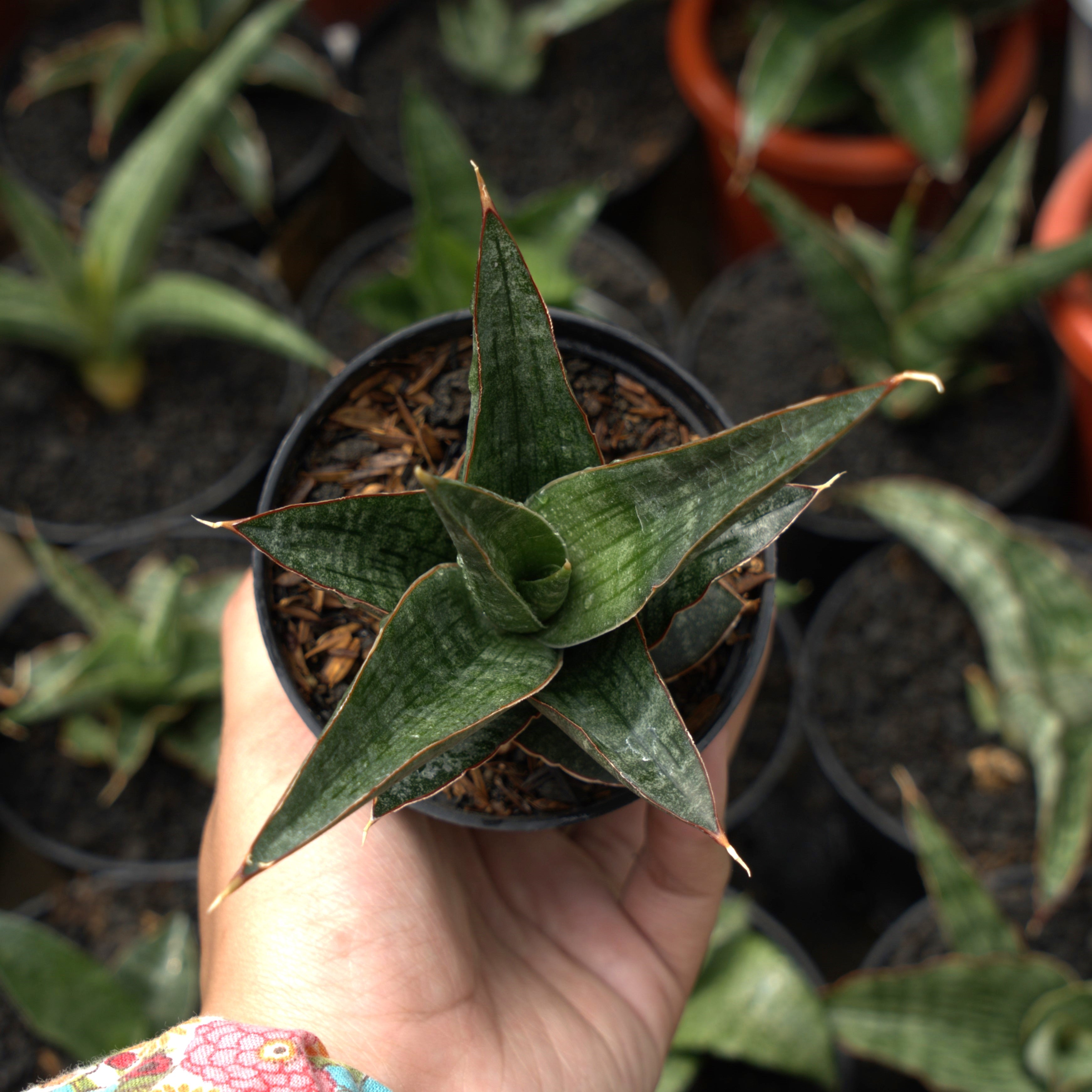 sansevieria danish crown Sansevieria Royal Crown Cordova x Deserti Cordova – Succulentasia