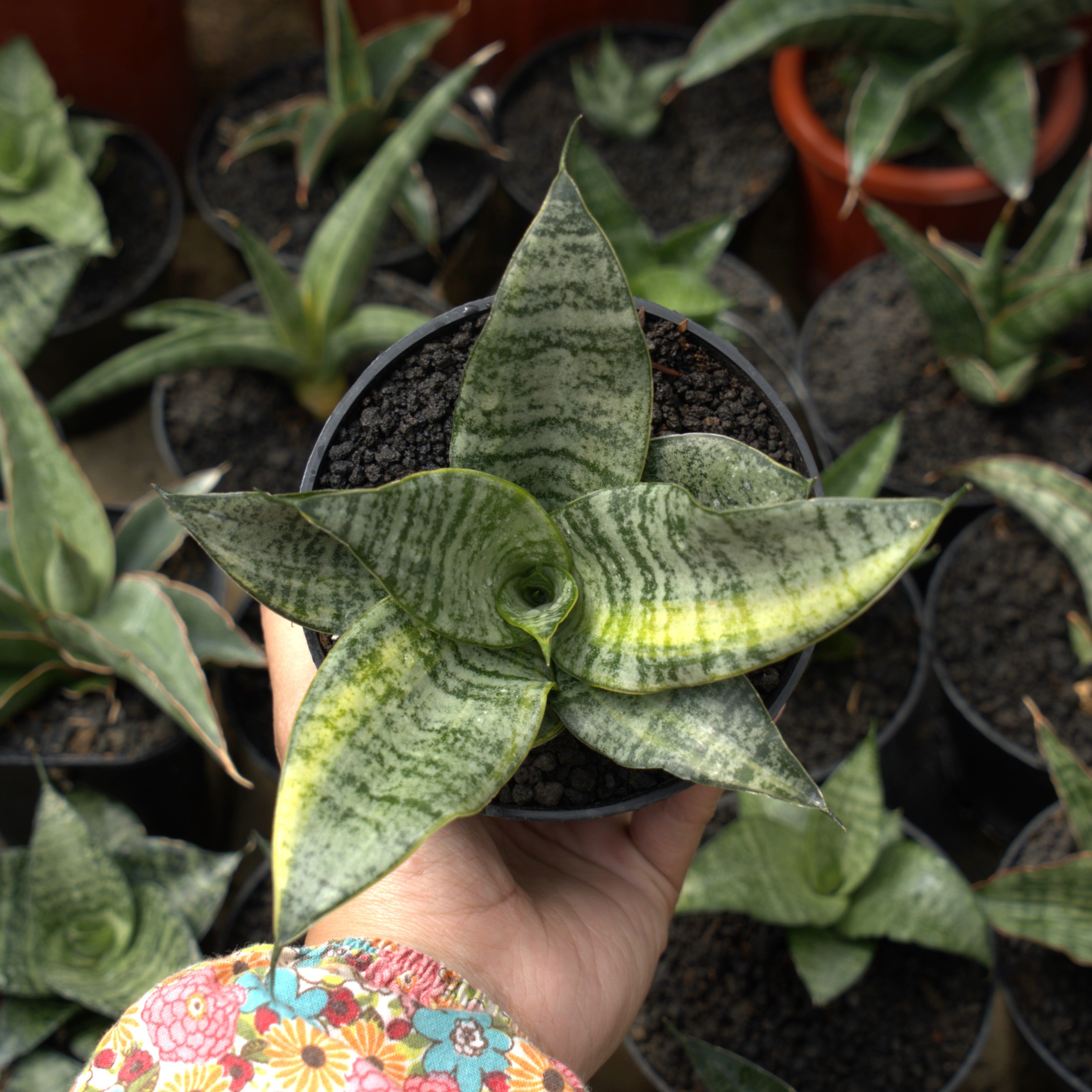 Sansevieria \