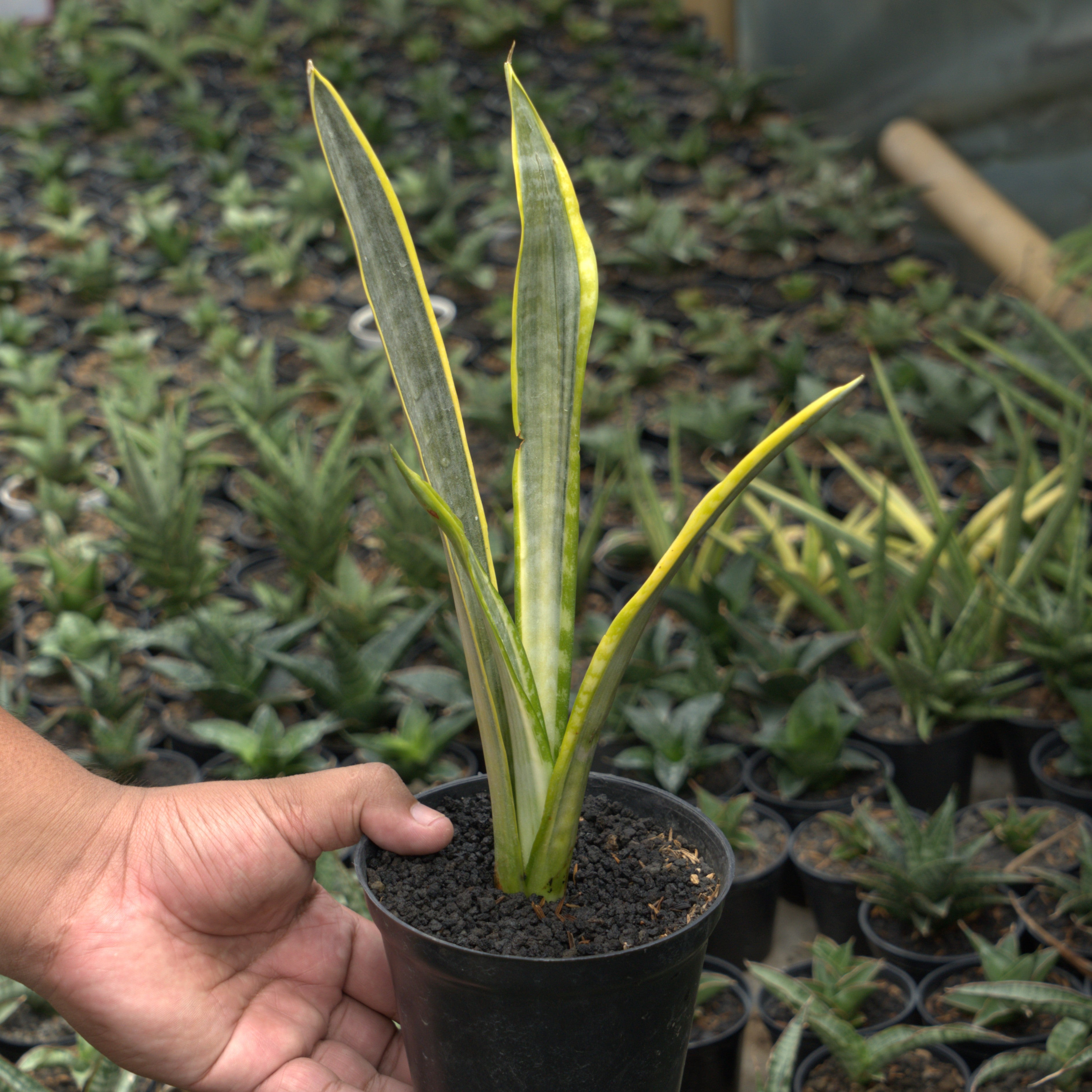 Sansevieria Assalam – Succulentasia