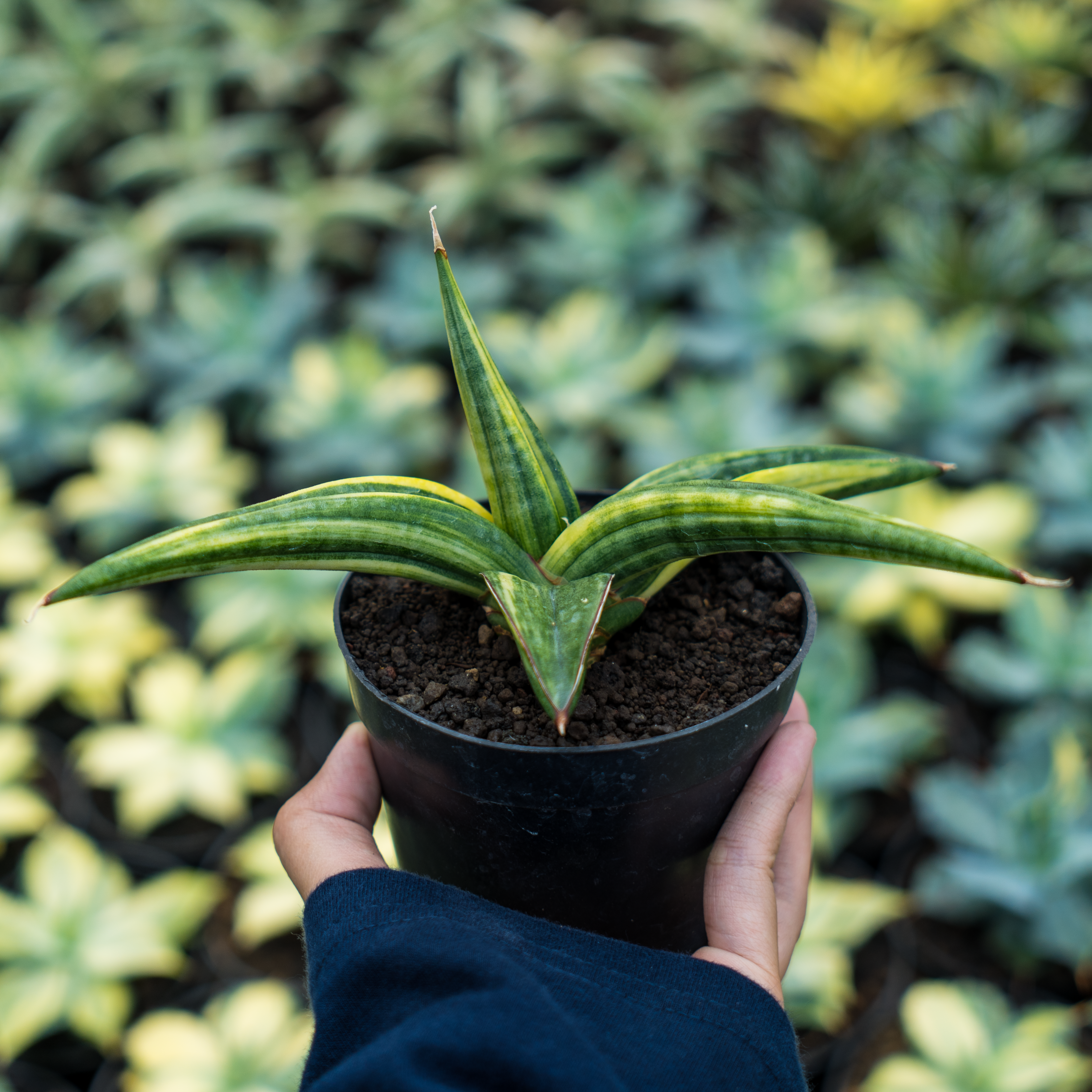sansevieria stella variegated Sansevieria paten variegated – Succulentasia