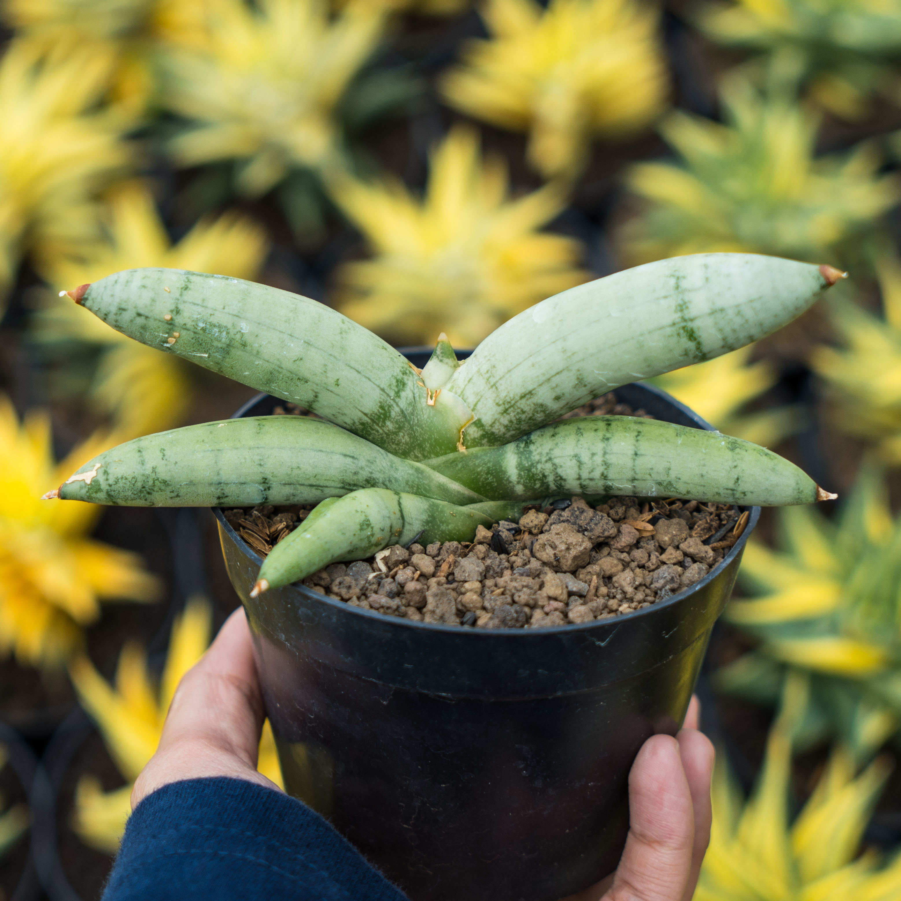Sansevieria boncellensis 'Platinum'