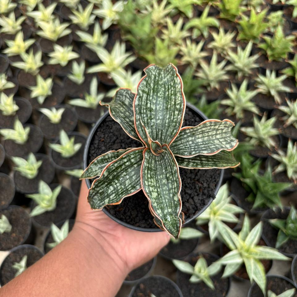 Sansevieria Phupamon x Eliensis – Succulentasia
