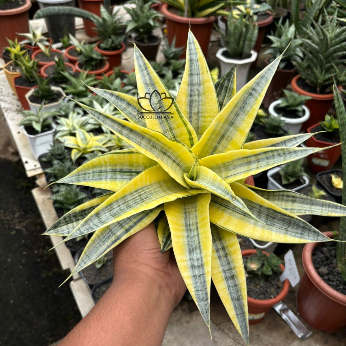 Sansevieria Spyder Aurea variegated – Succulentasia
