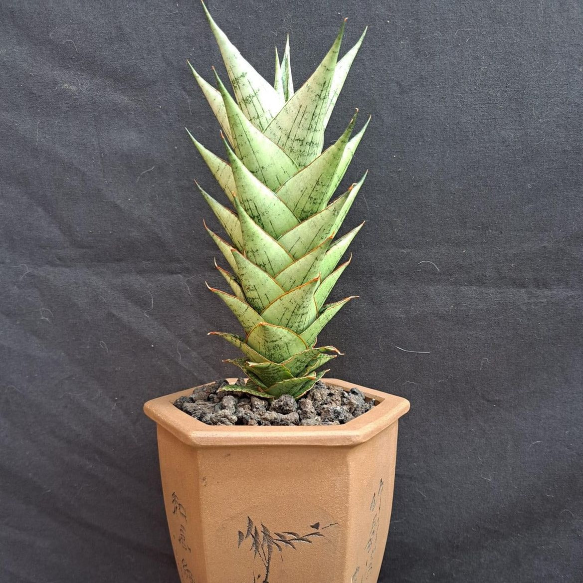 sansevieria aloe vera Sansevieria Win Win