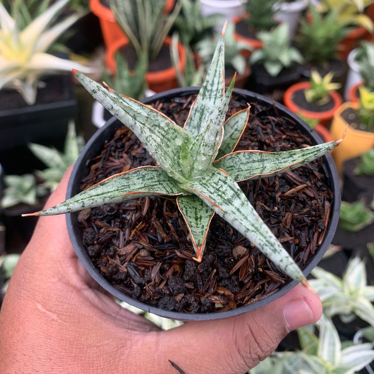 sansevieria hybrid fenomenal Sansevieria Mandalika