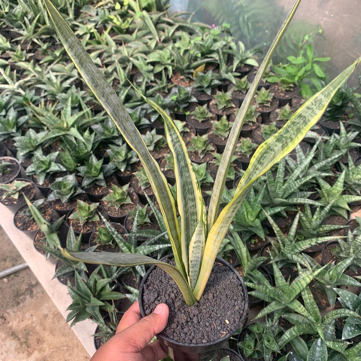 Sansevieria Golden Street