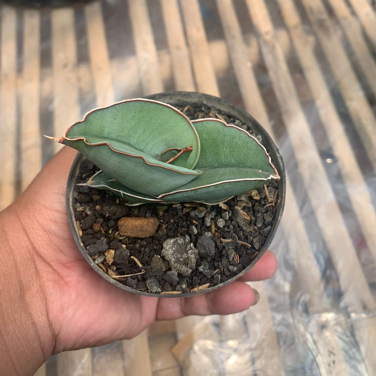 sansevieria banana – Succulentasia