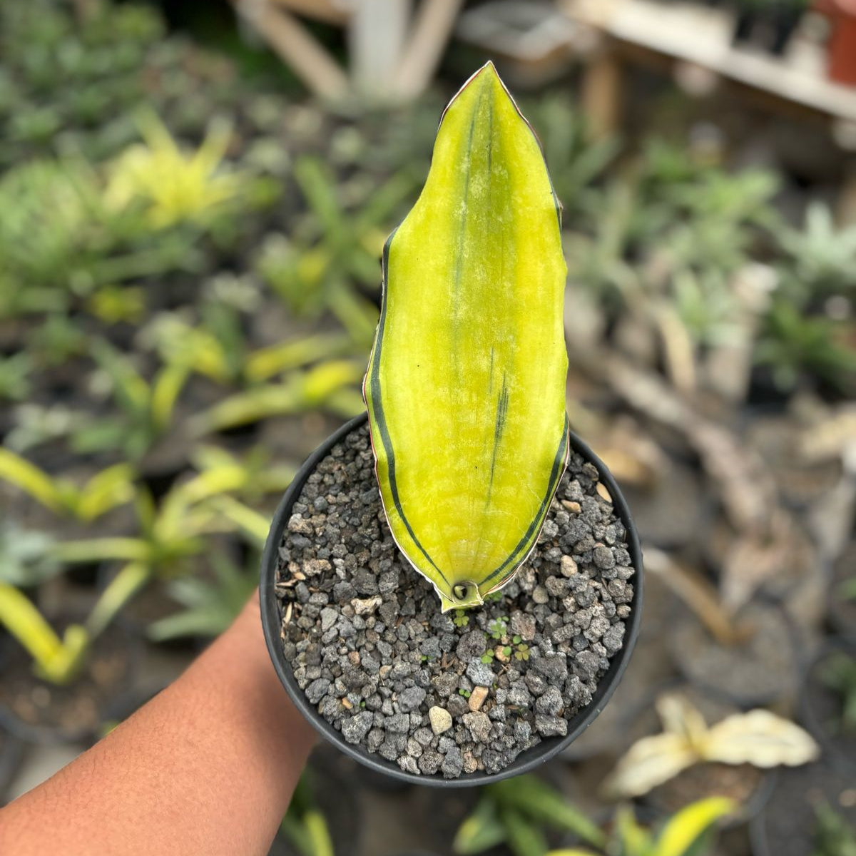 サンスベリア Dragon King variegated Sansevieria Dragon King Variegated || Free Phytosanitary