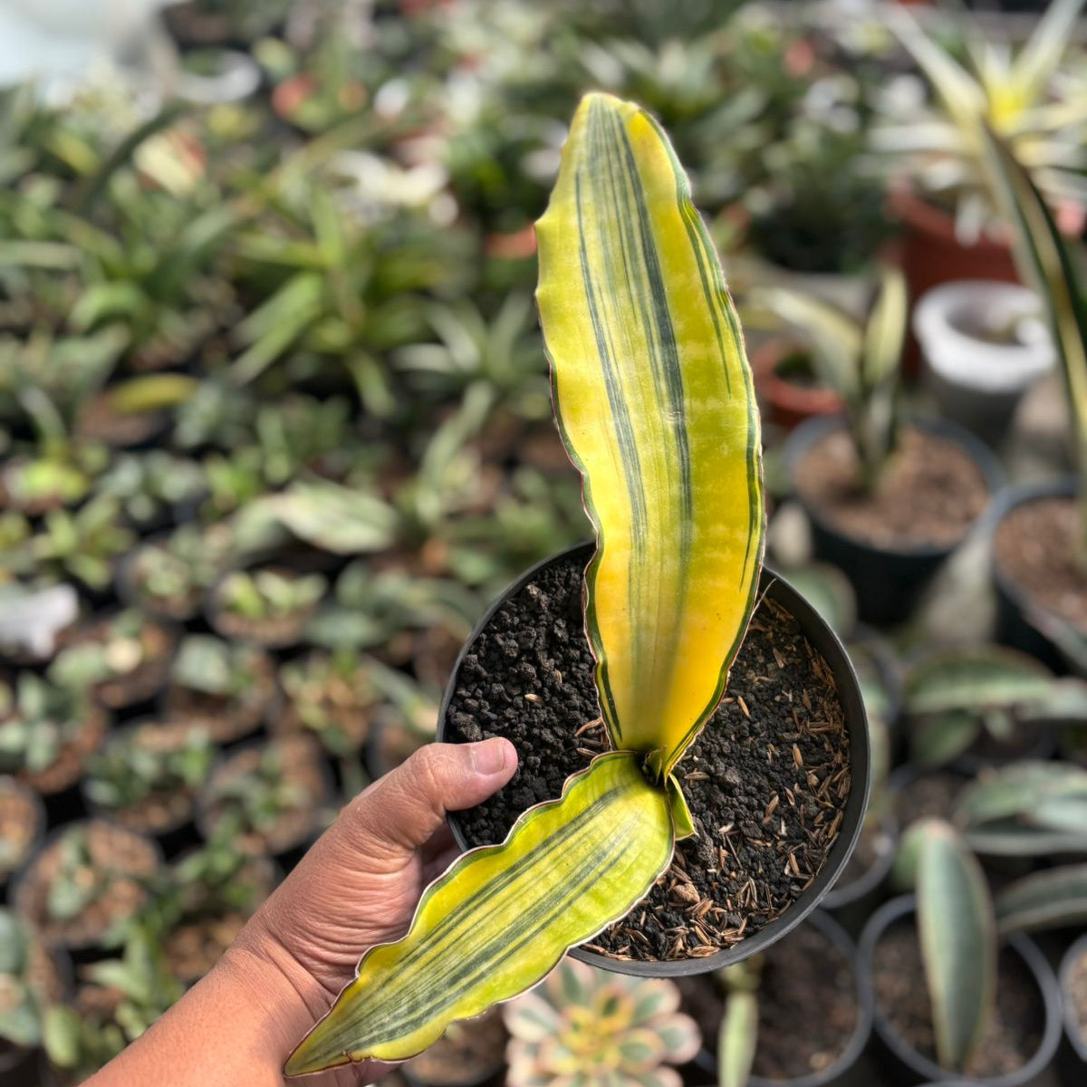 サンスベリア Dragon King variegated EXACT PLANT Sansevieria dragon king variegated – Succulentasia