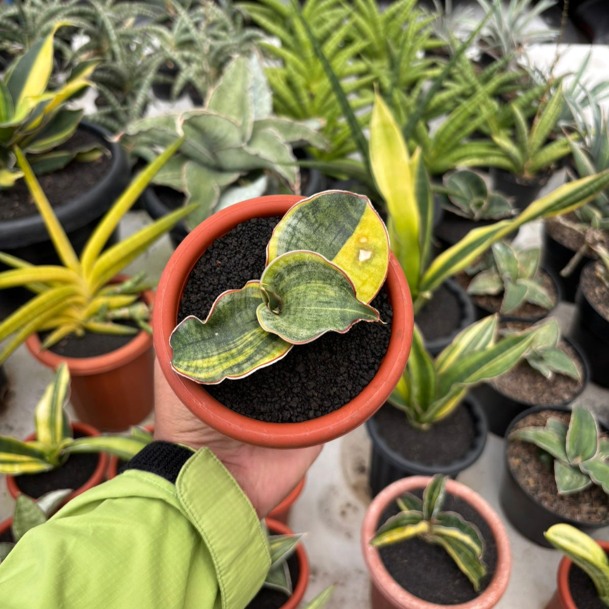 dragon wing snake plant Sansevieria Dragon Compacta Variegated
