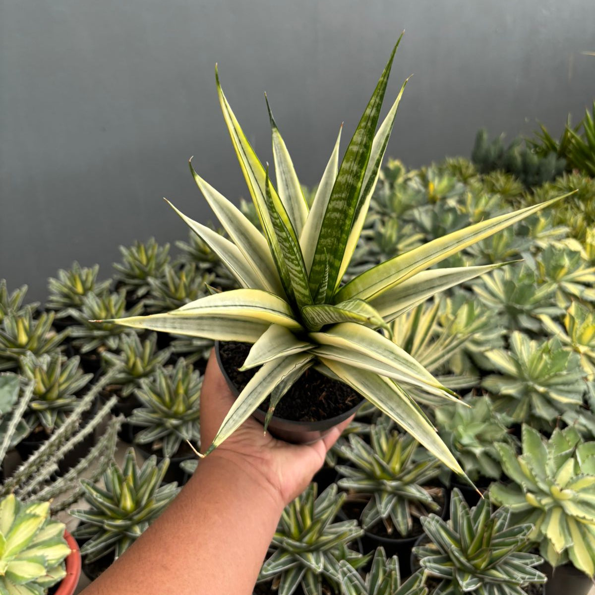 Sansevieria cordova variegated white big – Succulentasia