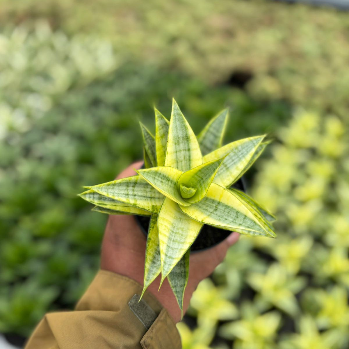 Sansevieria Gabriela Variegated Yellow – Succulentasia