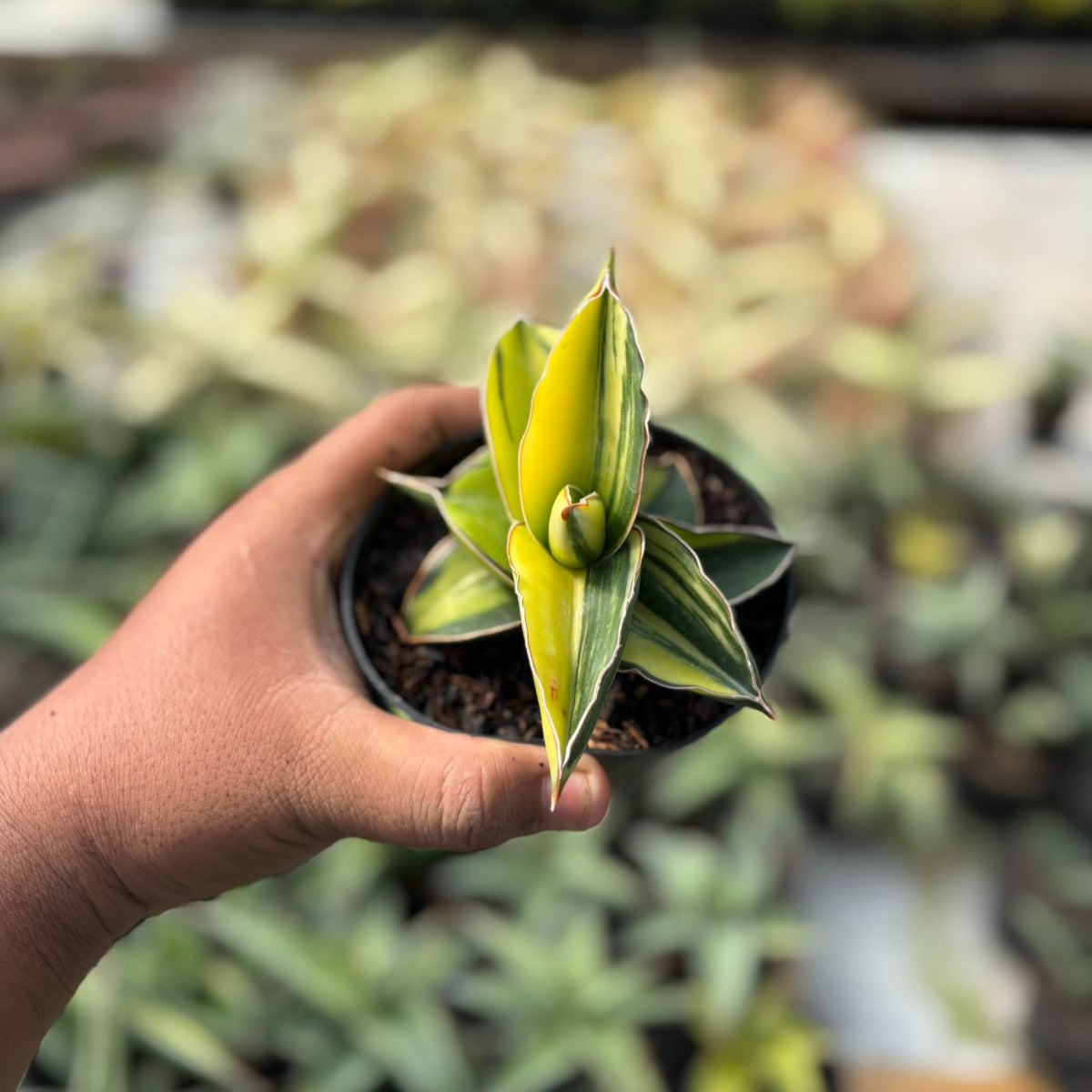 EXACT PLANT Sansevieria samurai dwarf variegated – Succulentasia