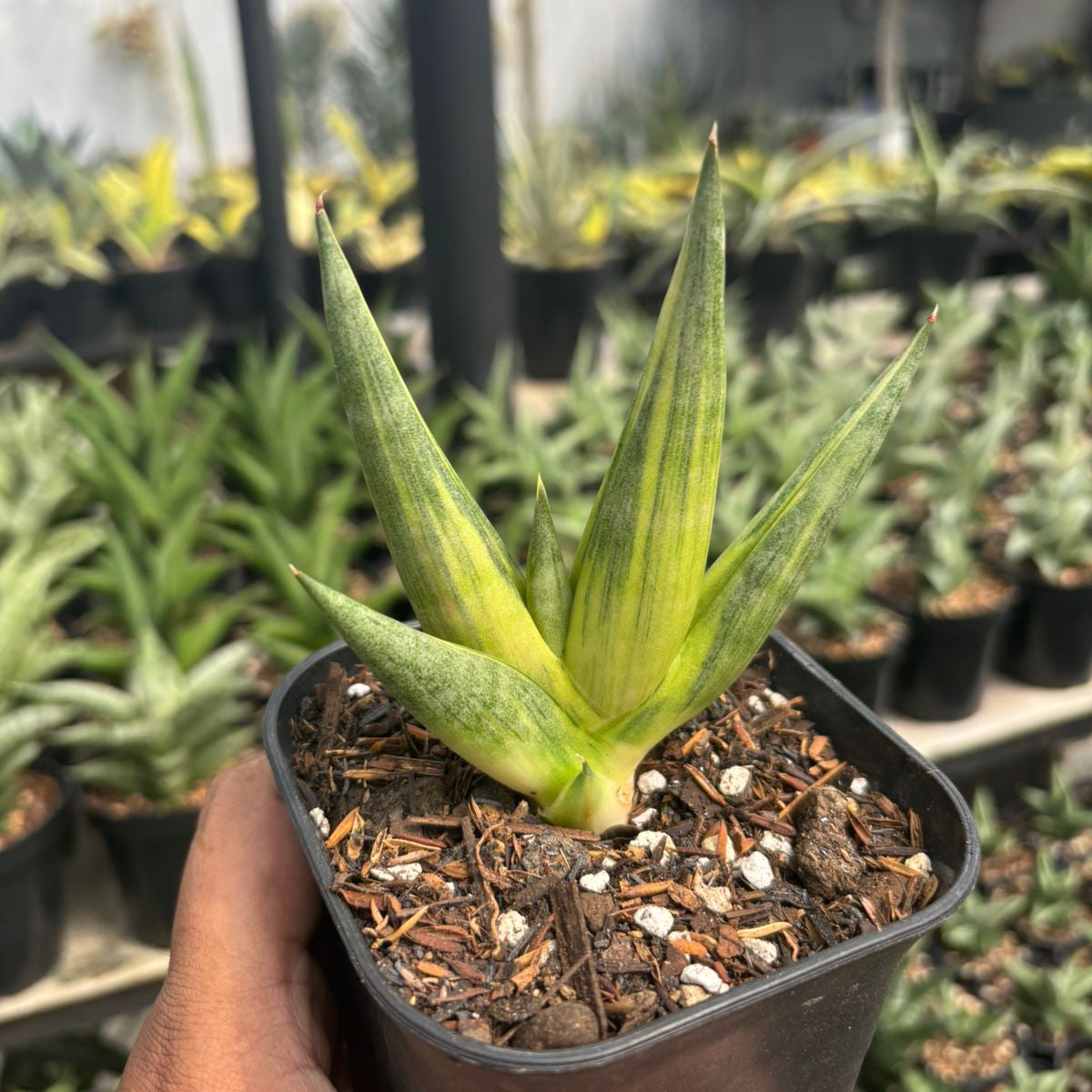 Sansevieria yuki ona – Succulentasia
