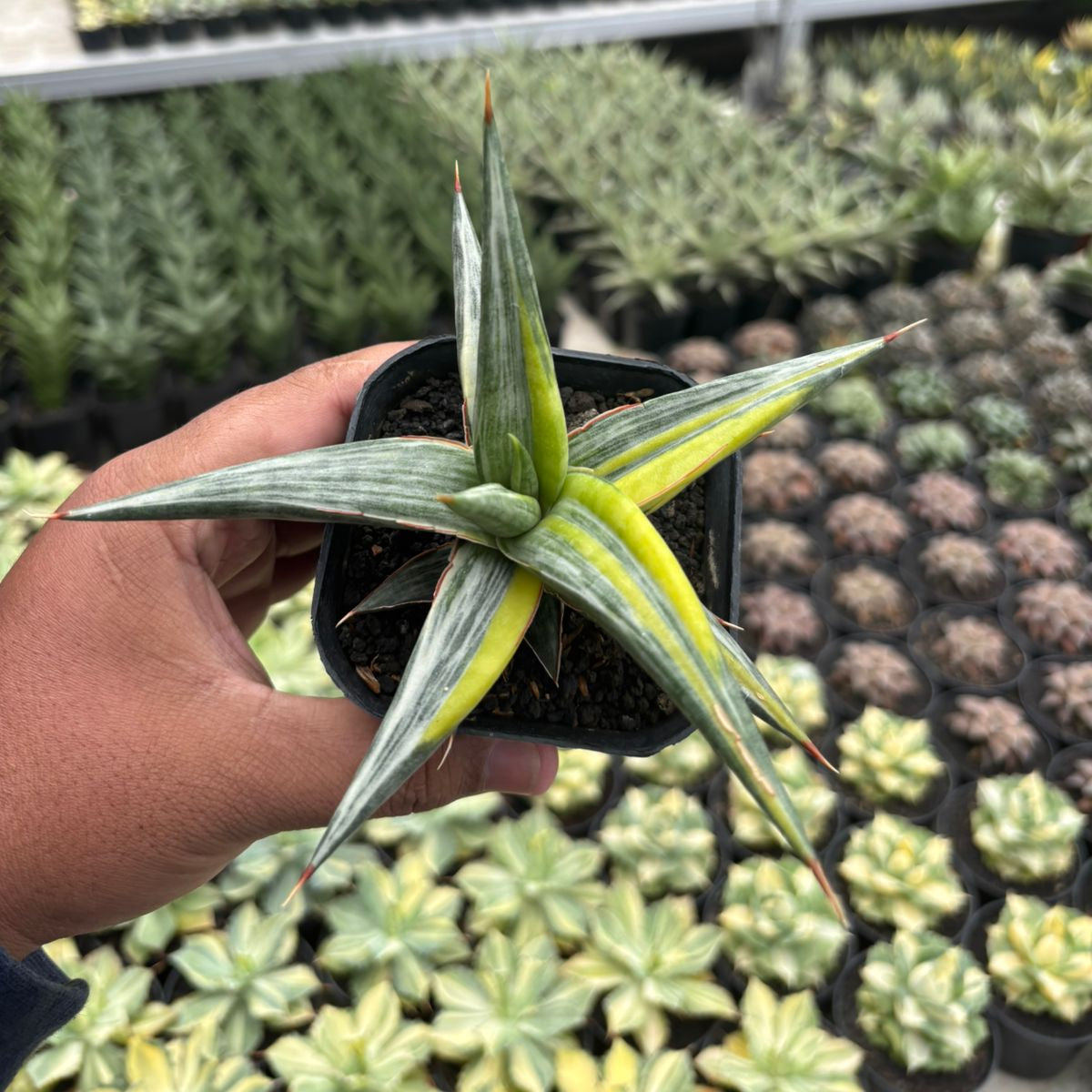 sansevieria color Sansevieria All Night Star Three Colors – Succulentasia