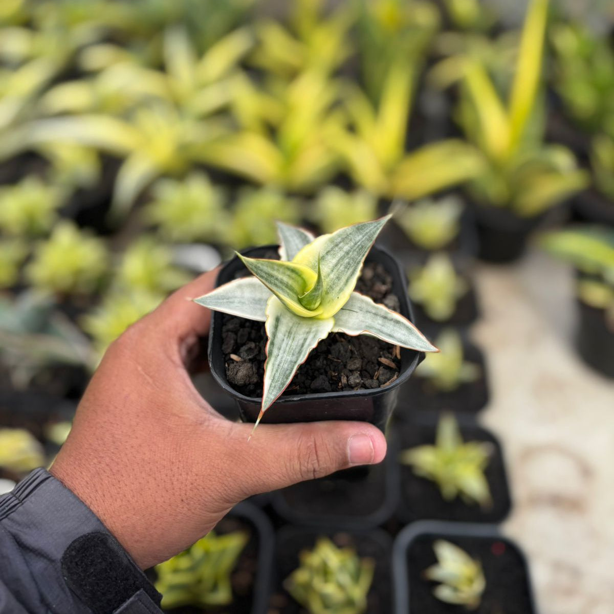 SA23 Sansevieria snow white – Succulentasia