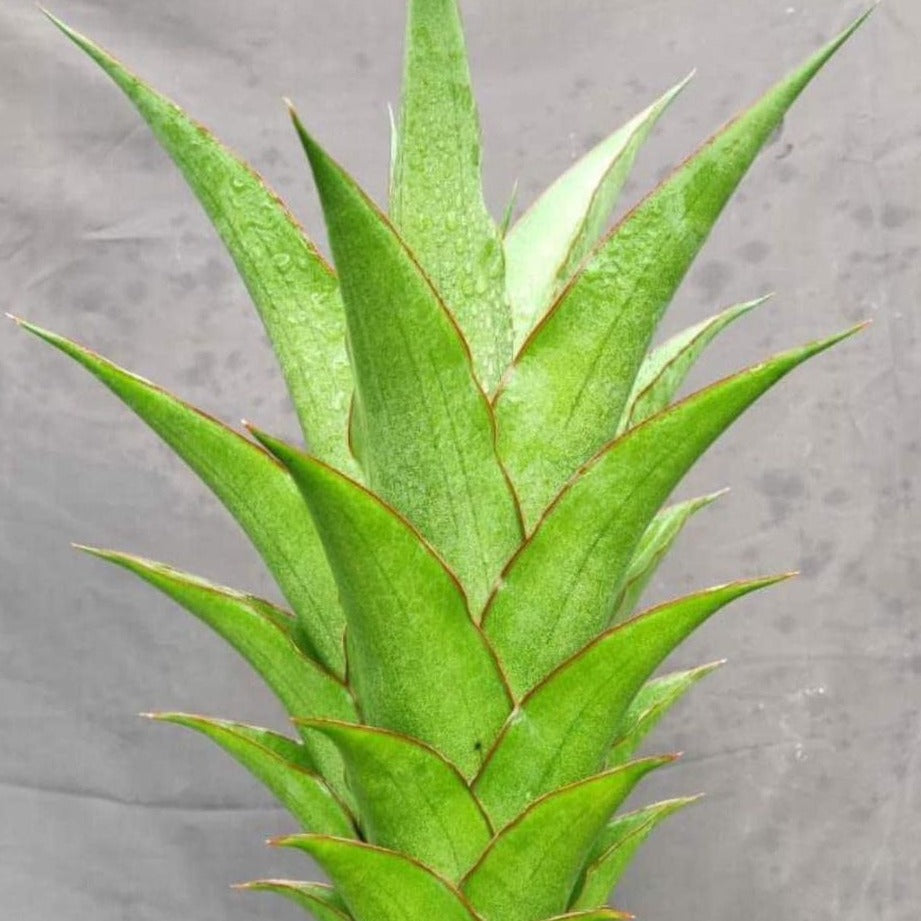 Sansevieria Puyek