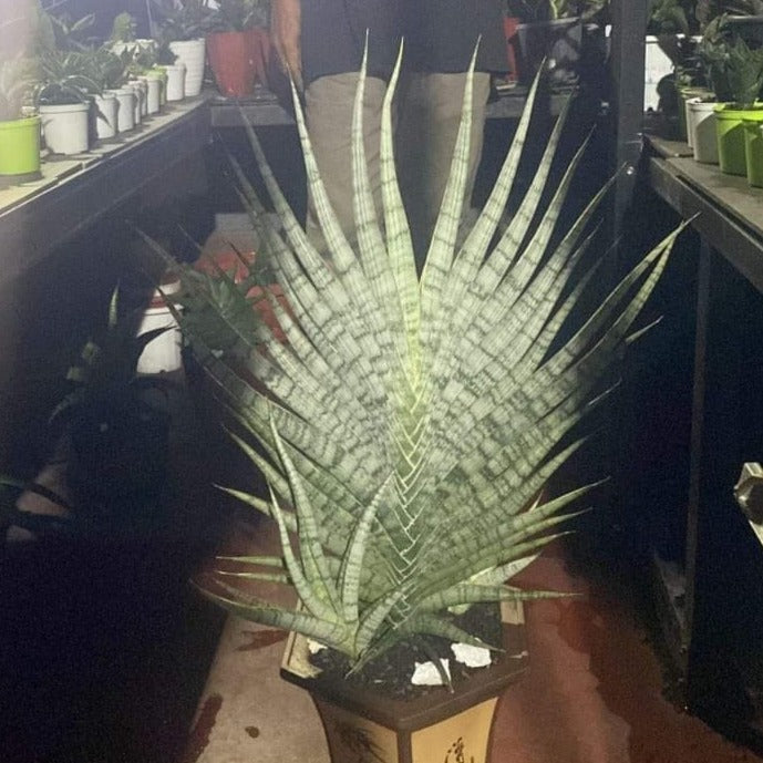 sansevieria gin Sansevieria Nogo Geni – Succulentasia