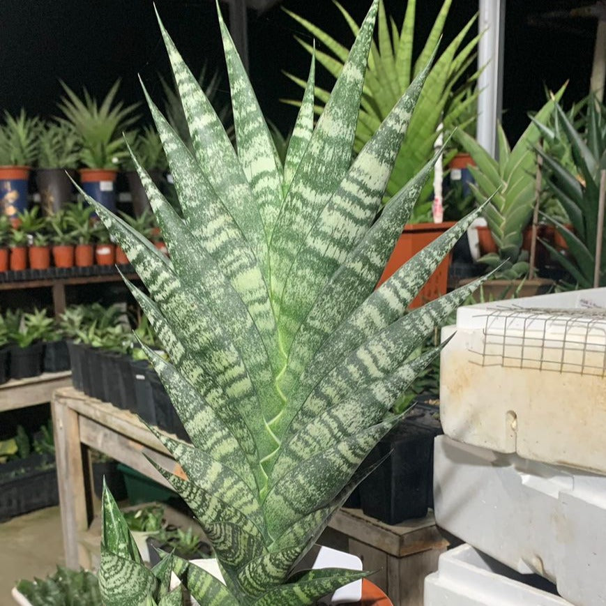black jaguar sansevieria Sansevieria Black Dhani