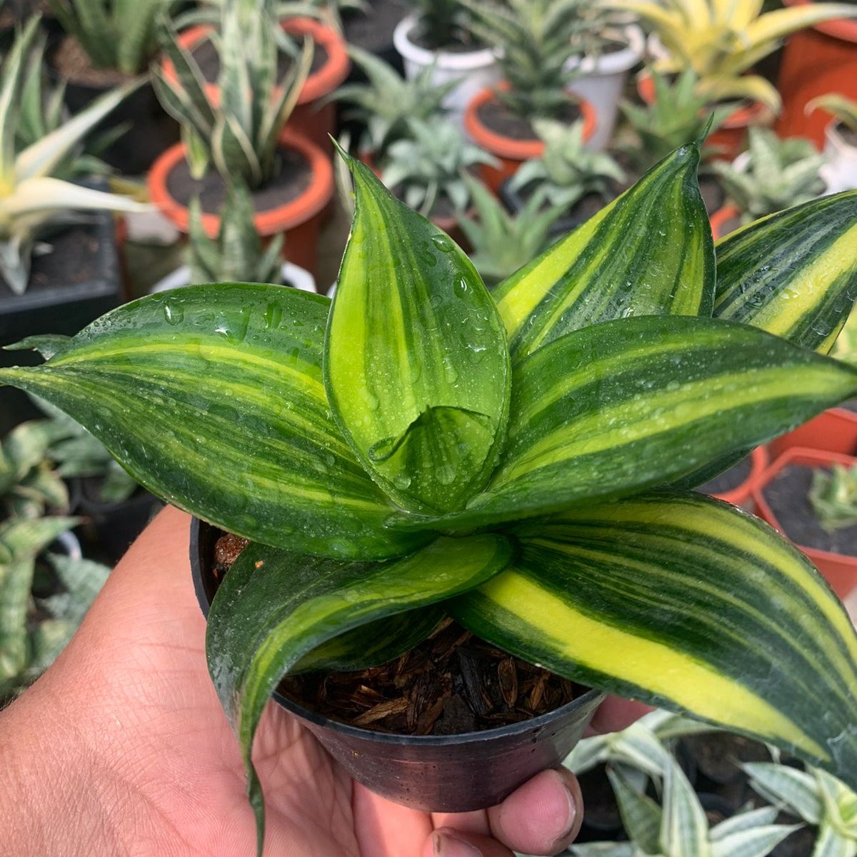 Sansevieria Trifasciata Green Mall Variegated – Succulentasia