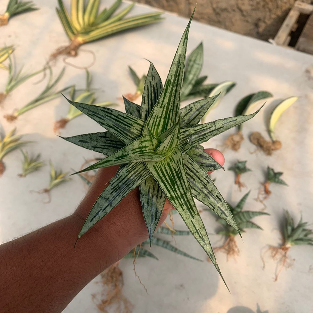 bella sansevieria Sansevieria Bianca