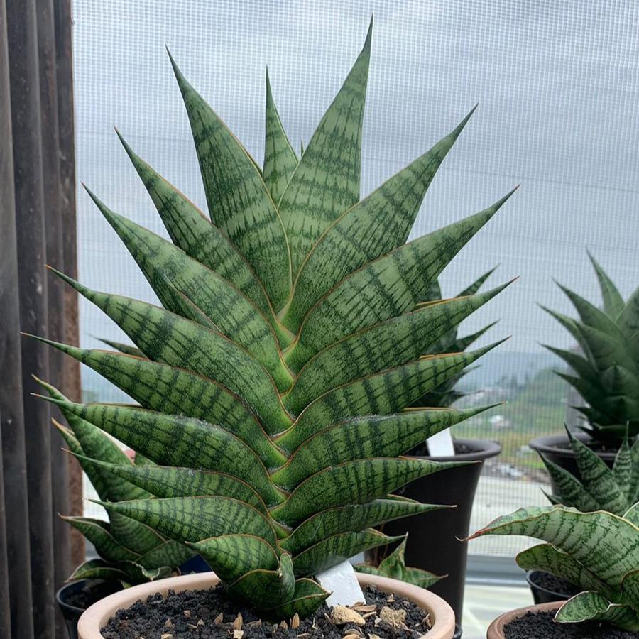 Sansevieria Sindoro