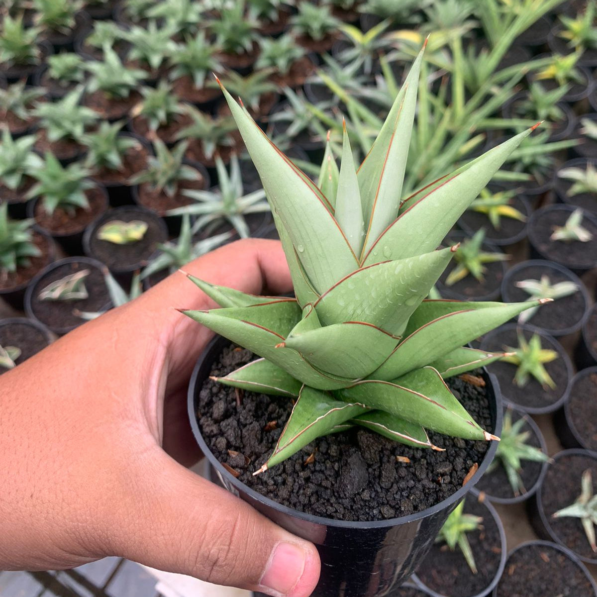 tower succulent Sansevieria tower silver – Succulentasia