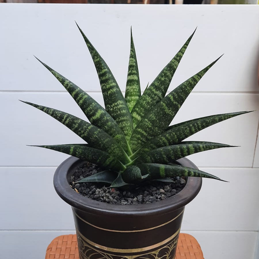 Sansevieria Black Diamond – Succulentasia