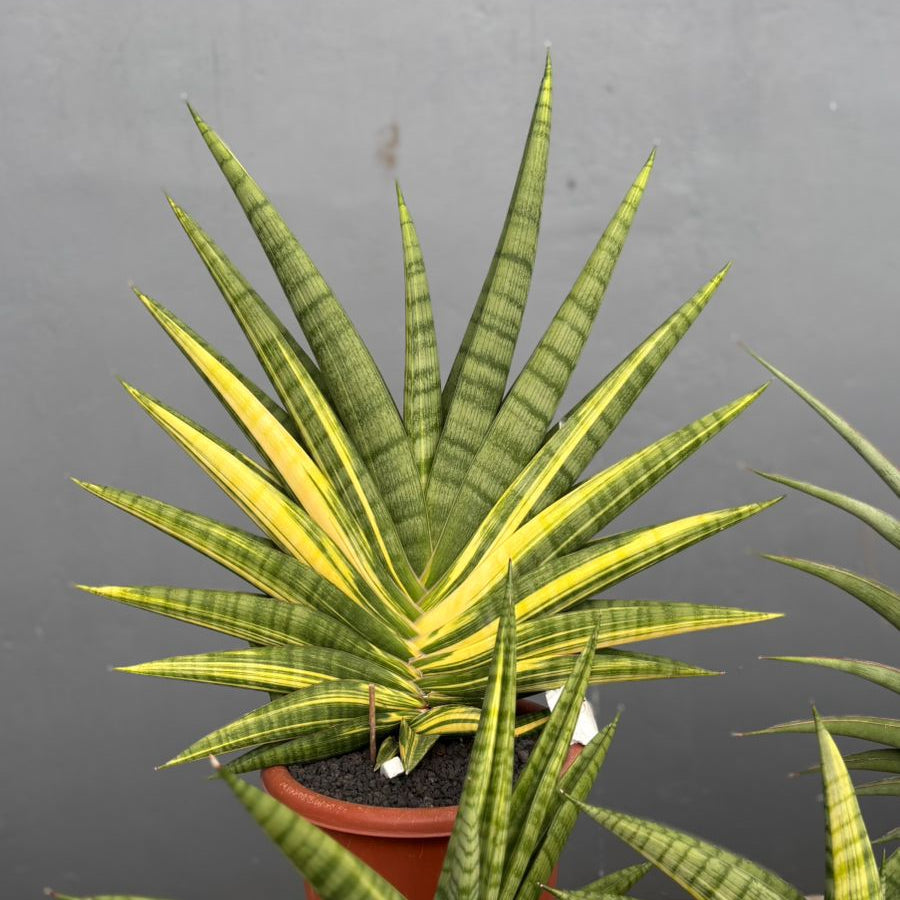 Sansevieria Marsha Anjani Variegated