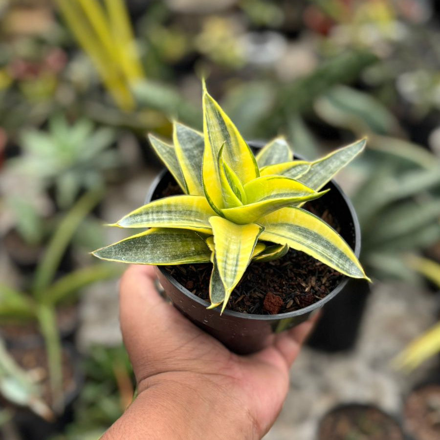 sansevieria list Sansevieria Ariela Tipis Variegated
