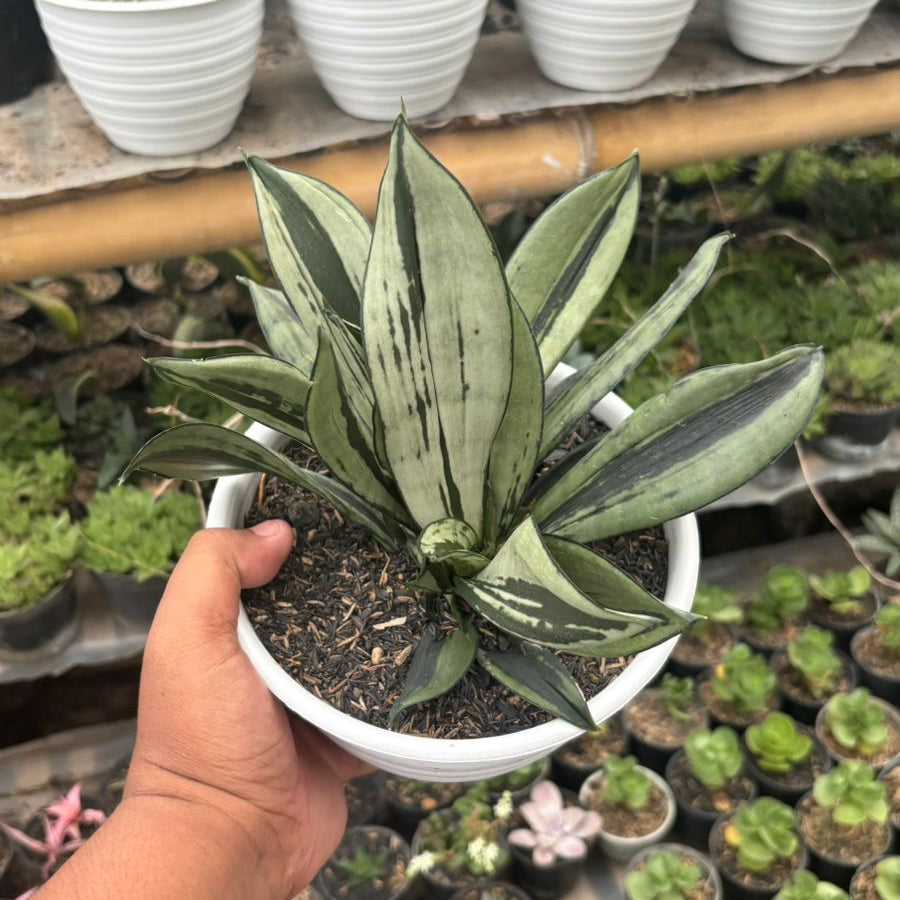 sansevieria black brazilian Sansevieria Monshine Brazilian