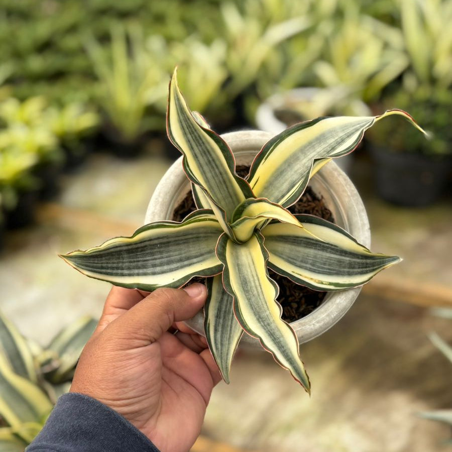 Sansevieria Silver Rose Variegated – Succulentasia